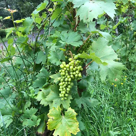 Mauthnerhube Mit Sauna, Whirlpool, Huettenfeeling Апартаменты Sankt Oswald ob Eibiswald