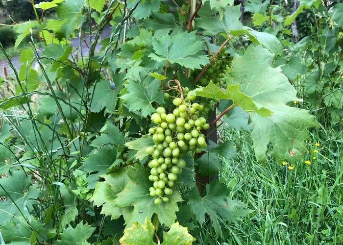 Mauthnerhube Mit Sauna, Whirlpool, Huettenfeeling 公寓 Sankt Oswald ob Eibiswald